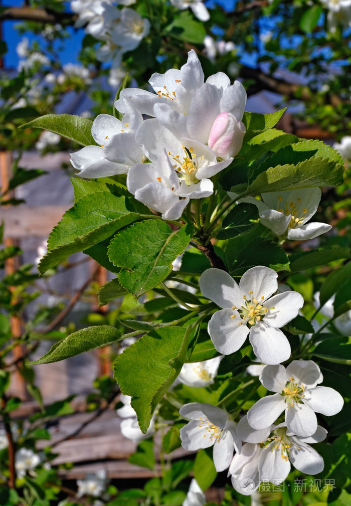 西伯利亚苹果花