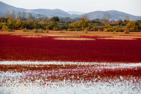 在希腊 Evros 河的景观