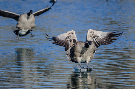 加拿大鹅登陆在寂静的蓝色池塘水