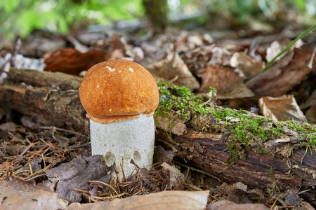 自然环境中的 Leccinum aurantiacum