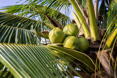 在亚洲热带果实的树上的绿椰子