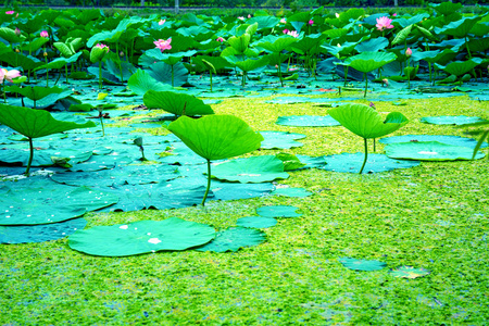 最大的湖泊完全饰莲花莲花湖图片