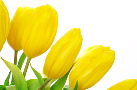 郁金香 tulip的名词复数 