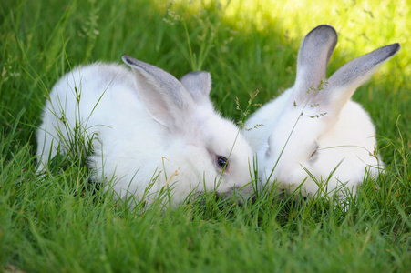 草地上的白兔宝宝