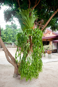 植物和花园