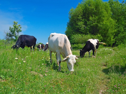 奶牛在牧场上