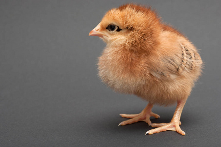 棕色的春鸡图片