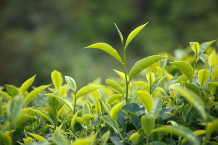 茶芽和叶