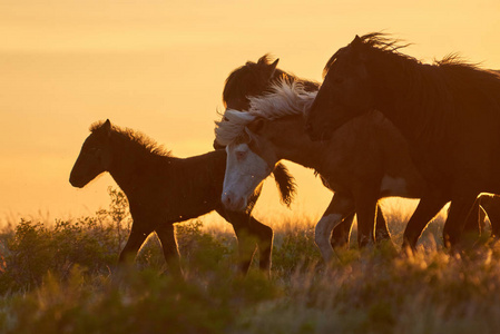 马在日落时在牧场上放牧。马 马 ferus caballus 是马 ferus 的两个现存亚种之一。这是一个奇数趾有蹄类哺乳