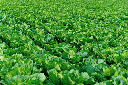 田间地头收获的青菜图片
