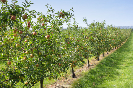 夏天的苹果园满了五颜六色的苹果