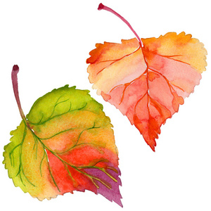 用手绘水彩风格分离杨树秋叶照片