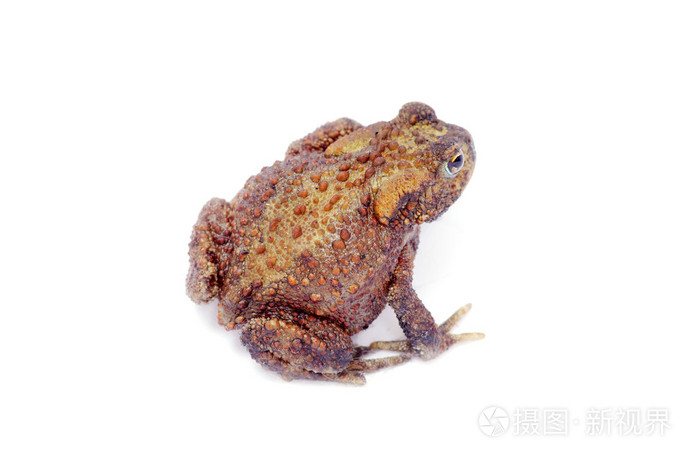 白色青蛙