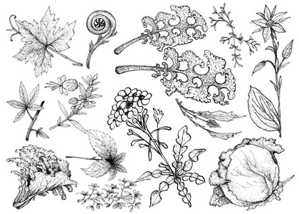 海白菜图片-海白菜素材-海白菜插画-摄图新视界