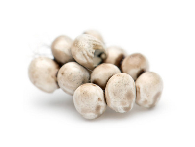 saturnia 瘿, 对白 backgrou删除从茧,结束梨,在它旁边的巨型孔雀蛾