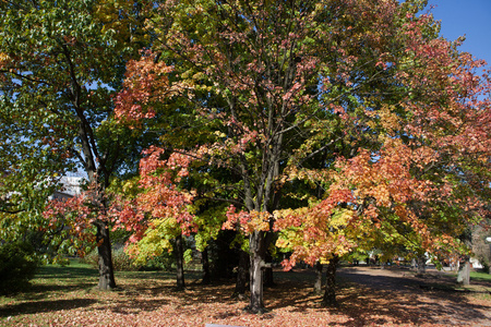 公园里美丽的秋树