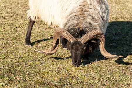 白色无角公羊图片