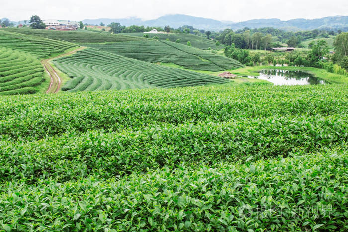 绿色自然山上的茶园与池塘