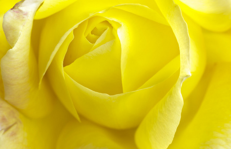 花瓣黄色玫瑰。