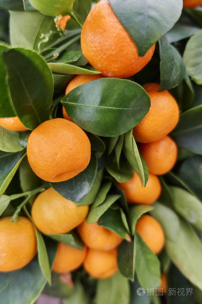 成熟的桔子在植物