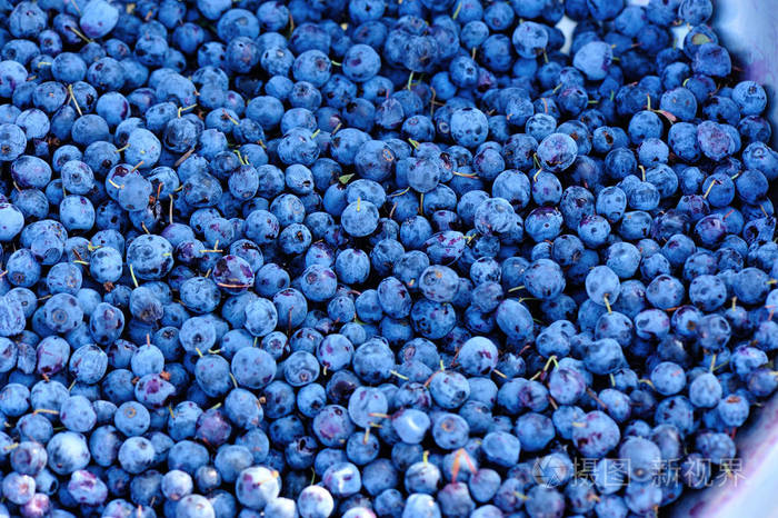 成熟采摘的新鲜蓝色浆果特写