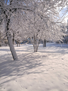 雪中的树木, 俄罗斯的冬天, 阳光和雪, 冬天的景色, 解冻, 潮湿的雪覆盖着森林里的树木