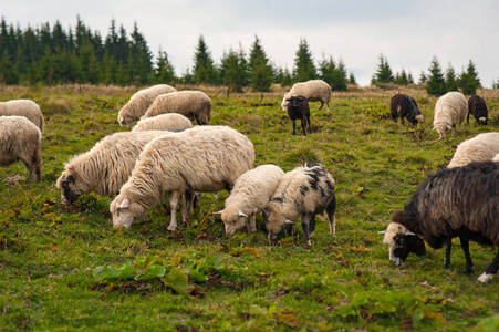 年轻的白色, blsck 和褐色的绵羊在农场上吃草