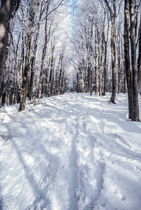 冰雪覆盖的冬季山地森林远足小道和晴朗的天空