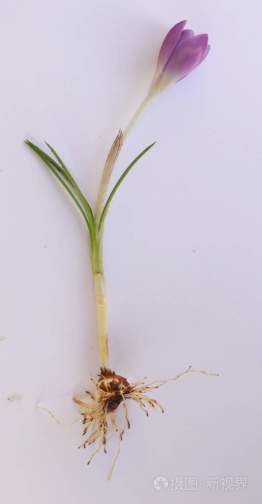 从花园里挖出番红花