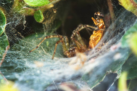 令人惊异的蜘蛛巢茧图片