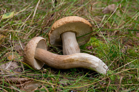 组的牛肝菌 美味牛肝菌，cep，佩妮髻，发审委