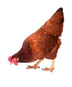 养殖鸡卵白色背景站立, 褐色母鸡
