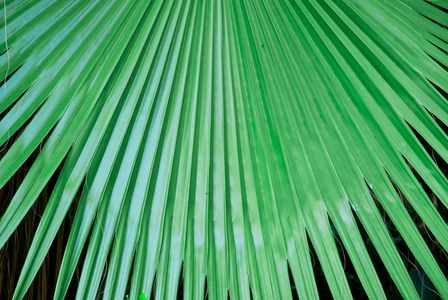 热带绿叶抽象背景