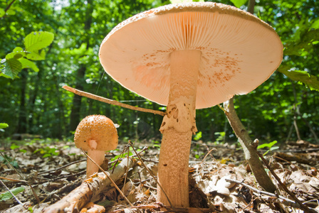 蘑菇 蘑菇状物，蘑菇形物体 女用蘑菇形草帽 暴发户