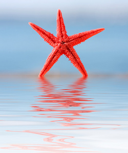 海滩上的海星