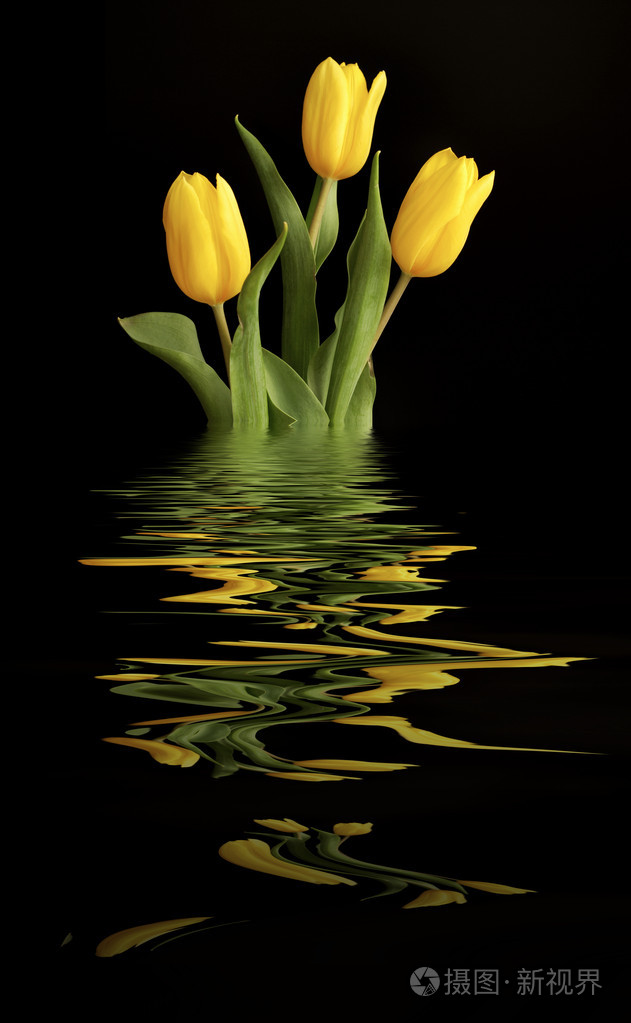 三朵带水倒影的黄色郁金香