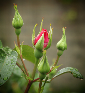 玫瑰花雨滴