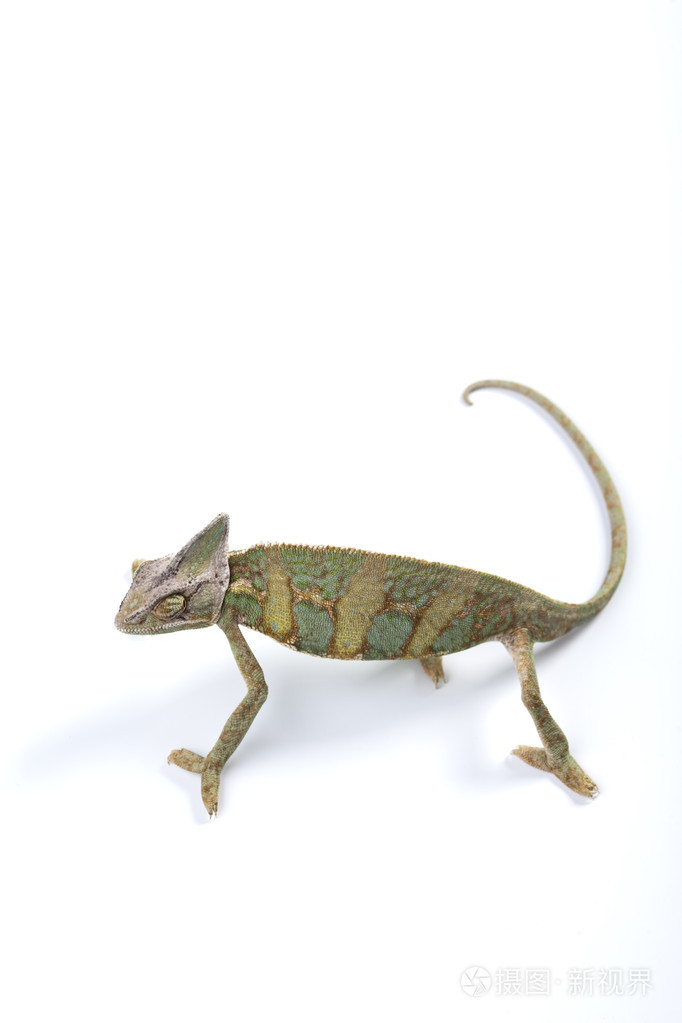 白色的变色龙