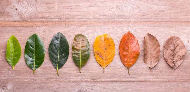 不同的颜色和年龄菠萝蜜树上的叶子叶 f照片