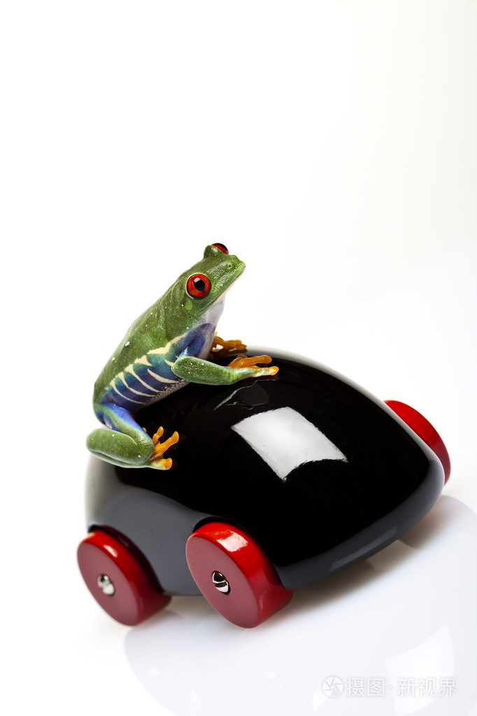 青蛙和汽车