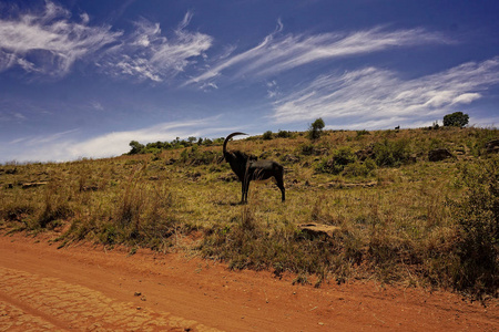 南非稀有貂羚羊
