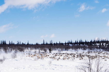 在北极遥远的北方, 一群野鹿, 一个蓝色的寒冷的天空, 穿过白雪覆盖的田野。