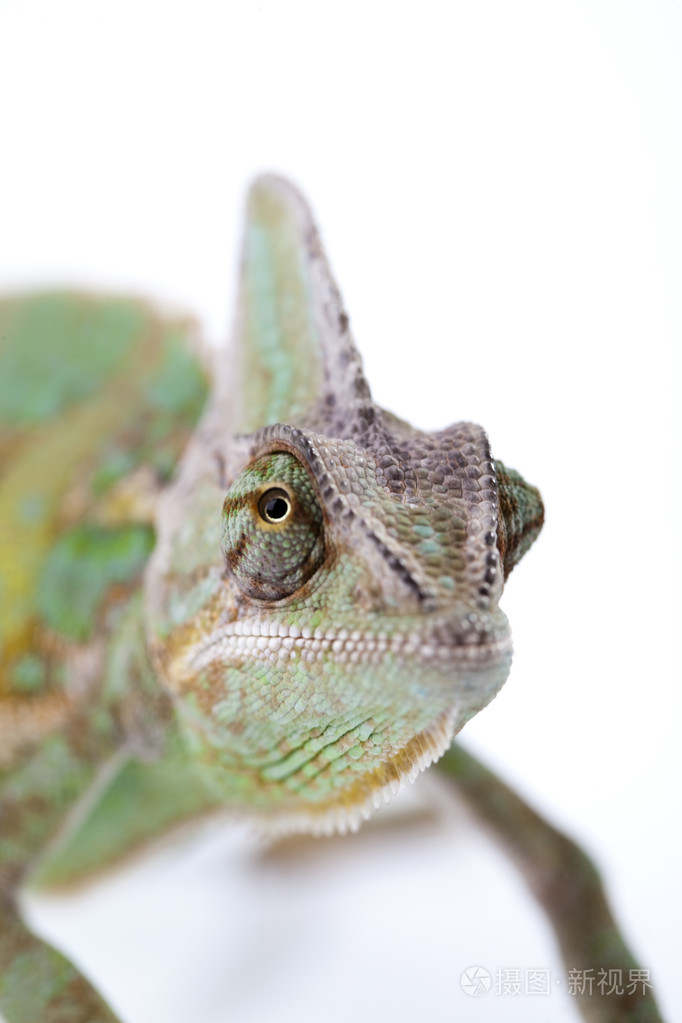 白色的变色龙