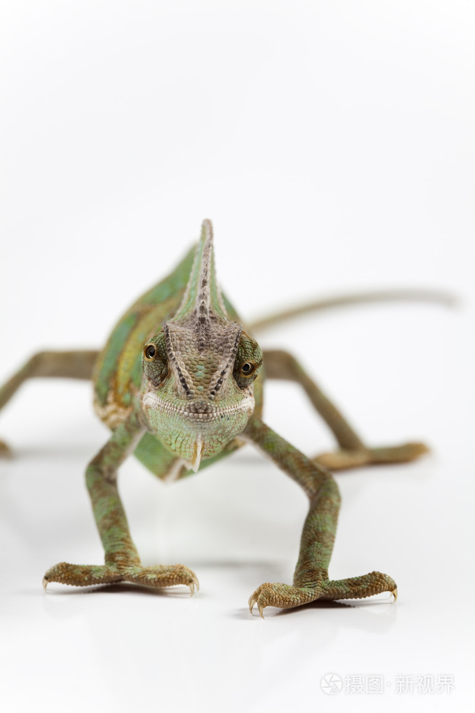 白色的变色龙