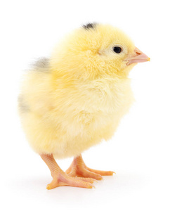 小的黄鸡照片