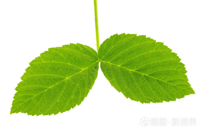 白色的叶子