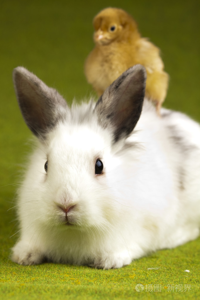 快乐的复活节小兔子照片-正版商用图片03q1kb-摄图新视界
