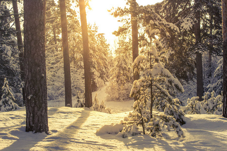 冬天森林和阳光