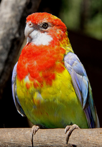 红黄鹦鹉图片