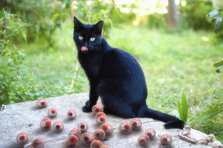 猫附近的弓形虫寄生虫